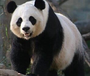 How Google Panda Affects Your Marketing Strategy