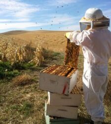 4 PR Lessons from Standing in a Swarm of Bees