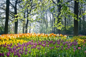 What can planting flower bulbs teach you about content marketing?