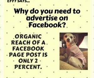 Effy Says…Advertise on Facebook!