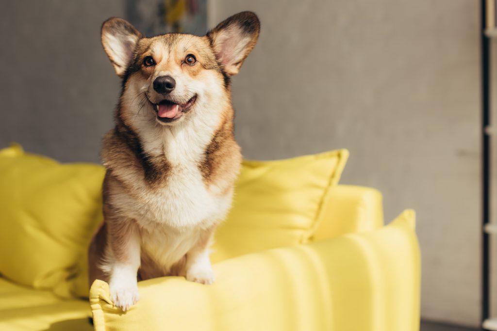 A smiling puppy. Social media pets