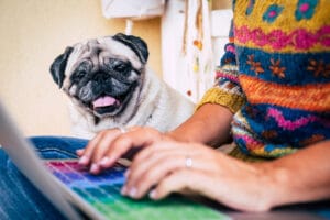Pug looks on while lady types on computer, social media pets