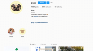 The profile page for a pug instagram account