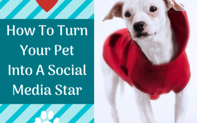 How To Turn Your Lovable Pet Into A Social Media Star