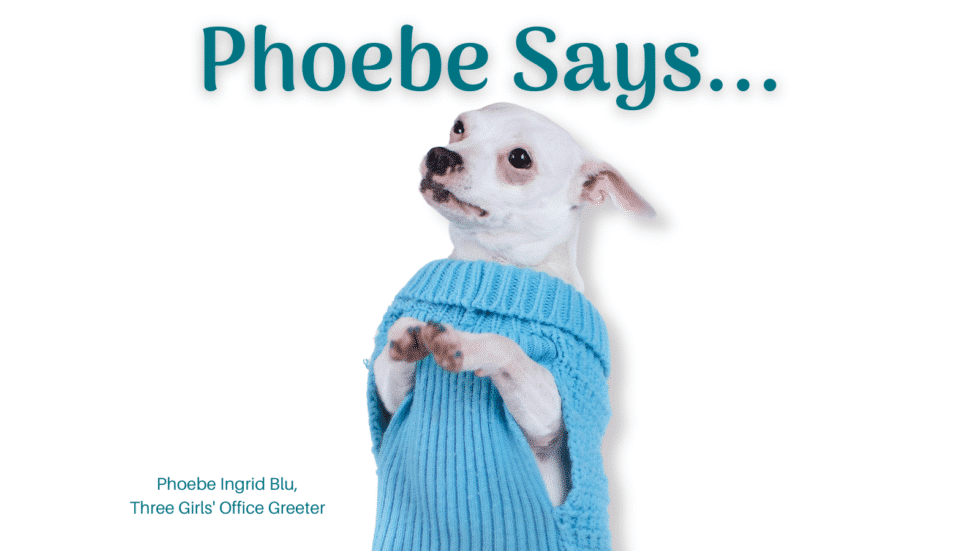 Phoebe Says…Paws For Inquisitive Thoughts!